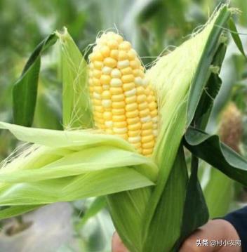 农村创业种啥养啥赚钱快?这22个农村创业项目,总有1个适合你