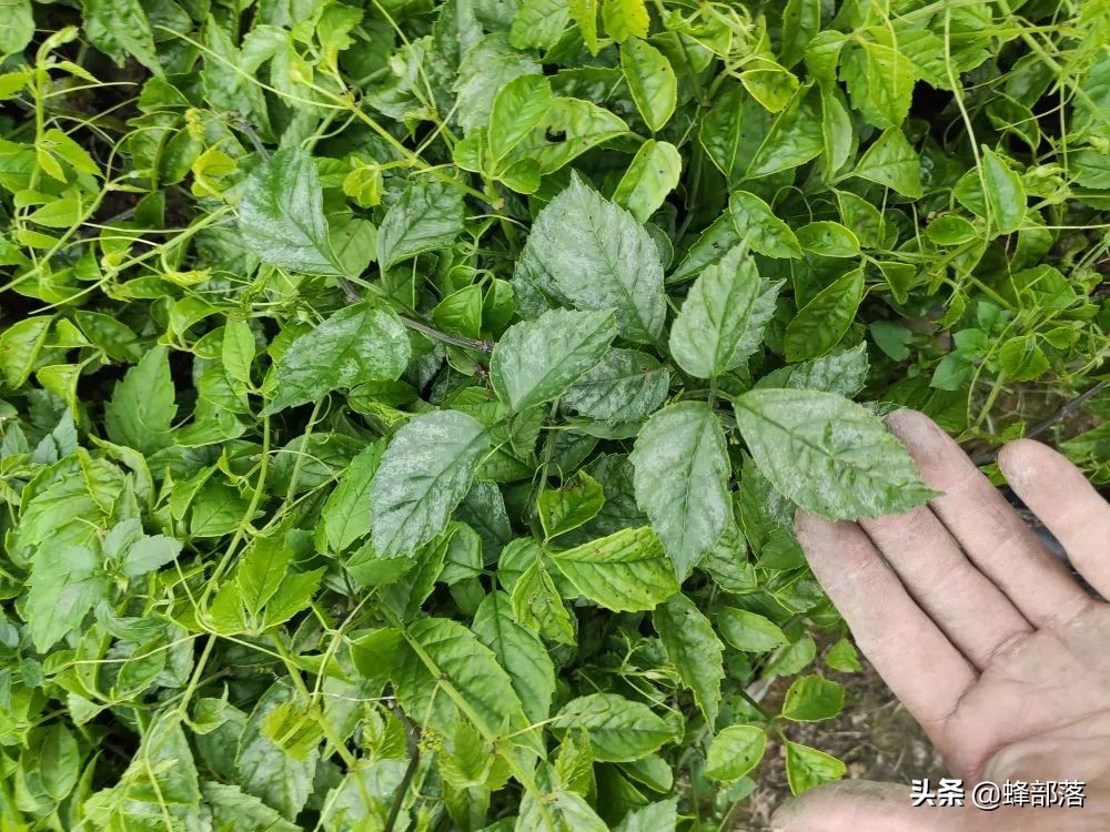 2021年农村发展,这些项目投资不多利润高,管理好赚50万是可能的