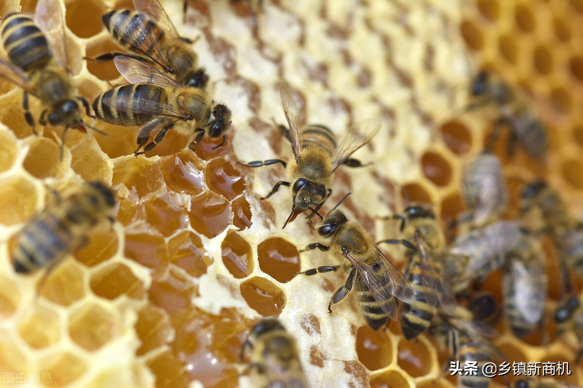 当下适合农村的8个致富好项目,返乡创业新出路