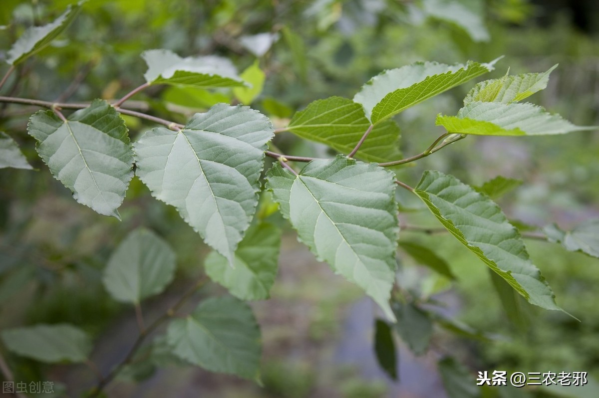 农村养殖家蚕，好养又好卖，教你高效实用的养蚕方法