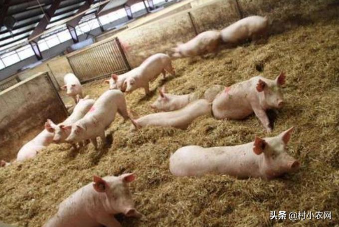 农村创业种啥养啥赚钱快?这22个农村创业项目,总有1个适合你