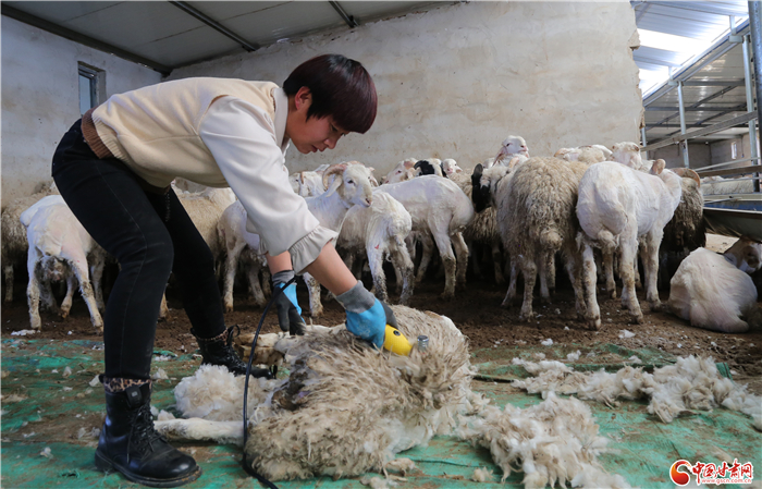 辗转十年回乡 沐浴政策春风创业致富-3 辗转十年回乡 沐浴政策春风创业致富-3