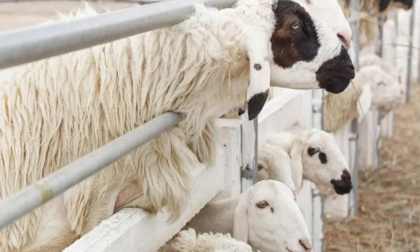 目前乡镇还有什么实体店可以开（适合在镇上开的实体店推荐5个）-1