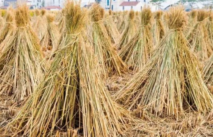 最适合农村人做的10种小生意-未来农村十大挣钱行业-1