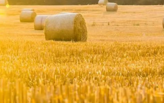 最适合农村人做的10种小生意-未来农村十大挣钱行业-1