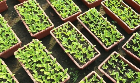 乡镇适合做什么-适合农村乡镇的生意-1 乡镇适合做什么-适合农村乡镇的生意-1