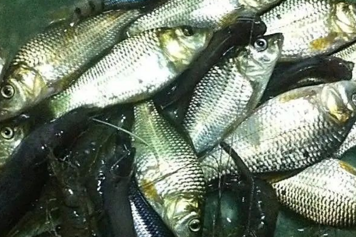 最适合农村人做的10种小生意-未来农村十大挣钱行业-1