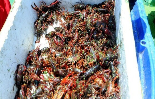 八个适宜在农村创业致富的项目-农民创业致富好项目-1 八个适宜在农村创业致富的项目-农民创业致富好项目-1