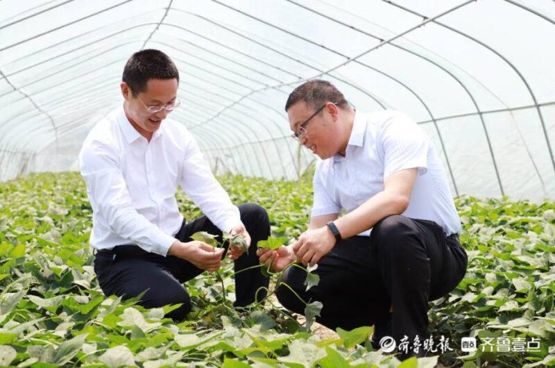 莒县农商银行助力返乡创业的“乡村振兴青年先锋”圆梦-创业梦-2 莒县农商银行助力返乡创业的“乡村振兴青年先锋”圆梦-创业梦-2