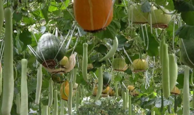 最适合农村人做的10种小生意-未来农村十大挣钱行业-1