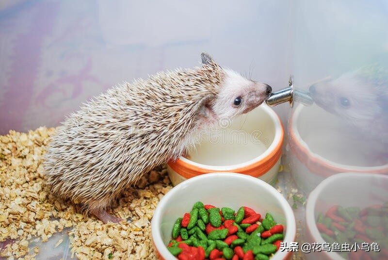 在家小型养殖养什么好 冷门暴利养殖业-4