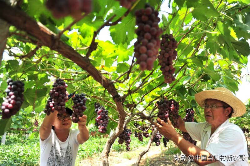 怎样在农村发展致富 寻求农村致富项目-3