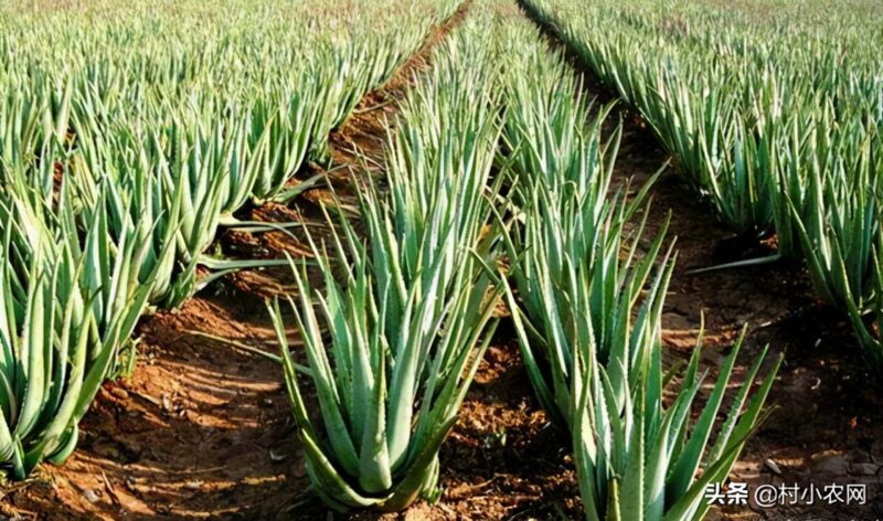 农村致富好项目农村创业小项目 自己一个人没钱怎么创业-6 农村致富好项目农村创业小项目 自己一个人没钱怎么创业-6