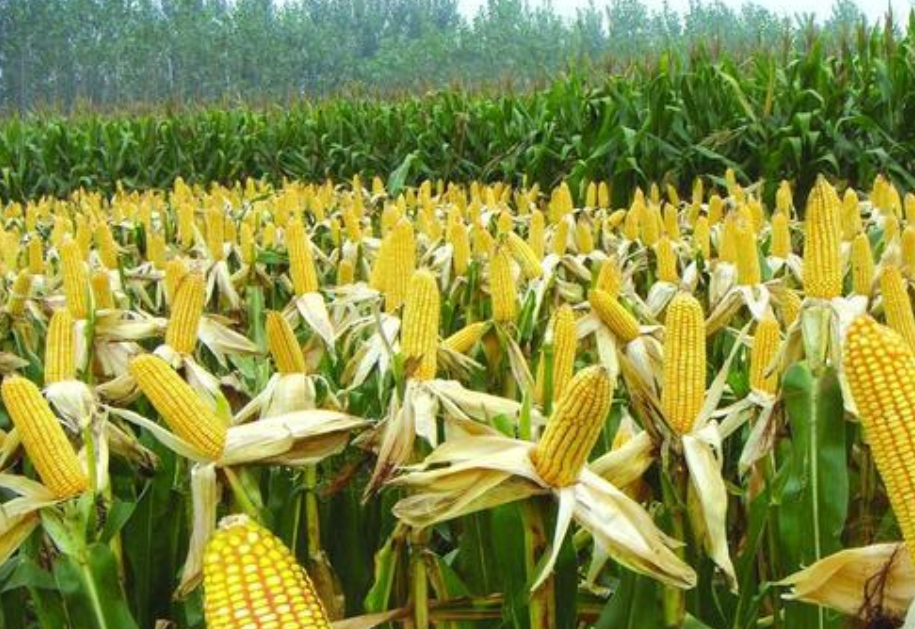 本钱小利润高的生意(适合懒人开的店)-3 本钱小利润高的生意(适合懒人开的店)-3