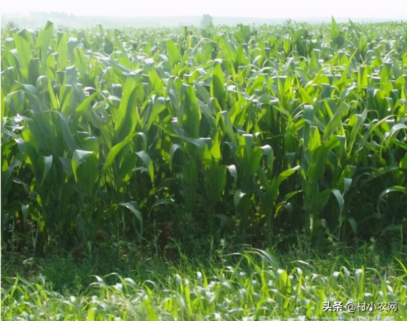 农村致富好项目农村创业小项目 自己一个人没钱怎么创业-13 农村致富好项目农村创业小项目 自己一个人没钱怎么创业-13