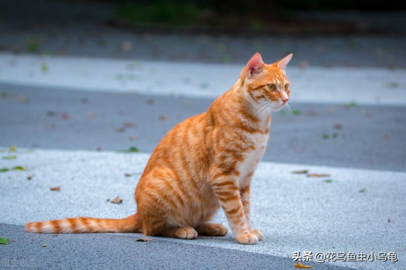 在家小型养殖养什么好 冷门暴利养殖业-12