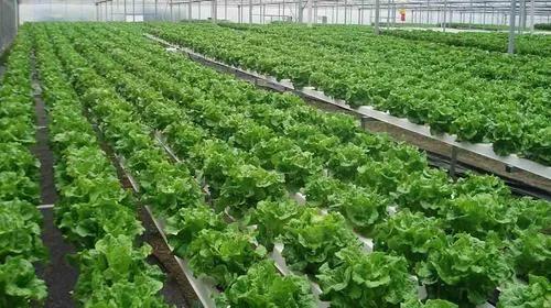 如果在农村创业适合做什么 我想在农村创业做啥好-6 如果在农村创业适合做什么 我想在农村创业做啥好-6