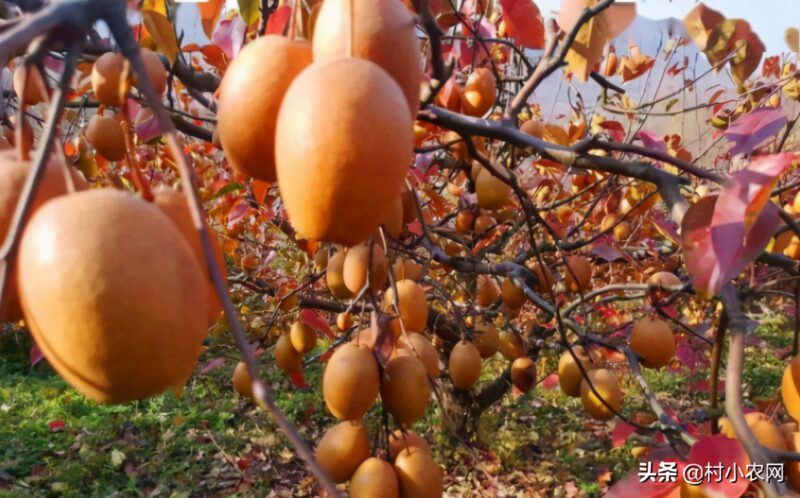 农村致富好项目农村创业小项目 自己一个人没钱怎么创业-7 农村致富好项目农村创业小项目 自己一个人没钱怎么创业-7