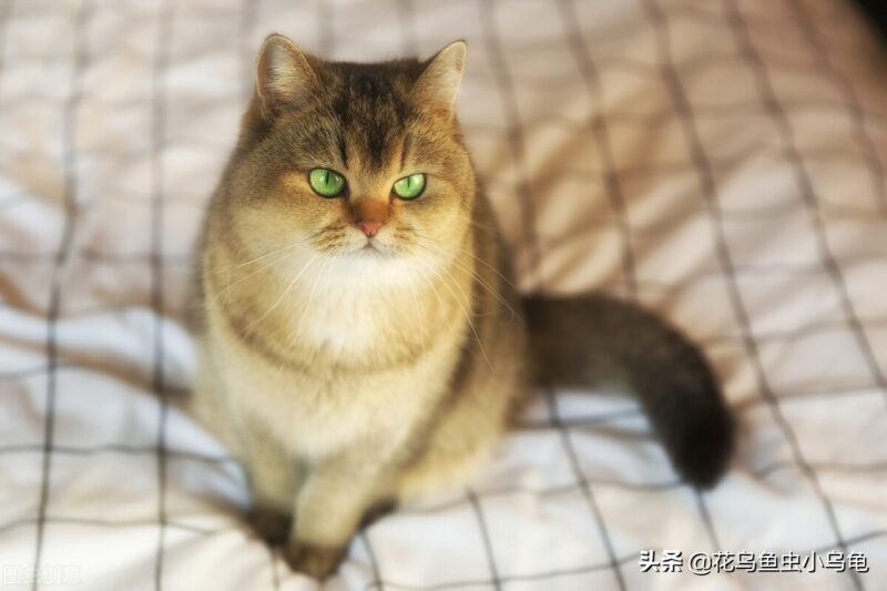 在家小型养殖养什么好 冷门暴利养殖业-13