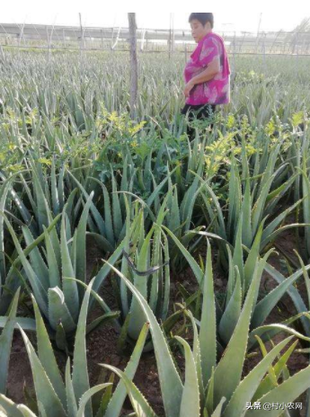 农村致富好项目农村创业小项目 自己一个人没钱怎么创业-5 农村致富好项目农村创业小项目 自己一个人没钱怎么创业-5