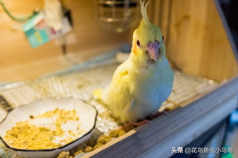 在家小型养殖养什么好 冷门暴利养殖业-7