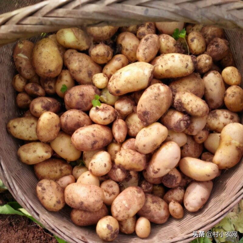 农村致富好项目农村创业小项目 自己一个人没钱怎么创业-11 农村致富好项目农村创业小项目 自己一个人没钱怎么创业-11