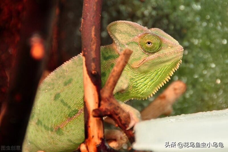 在家小型养殖养什么好 冷门暴利养殖业-3