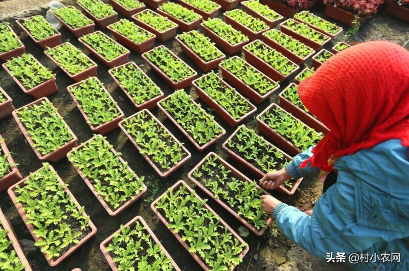 创业致富小项目(最新农村致富好项目)-18 创业致富小项目(最新农村致富好项目)-18