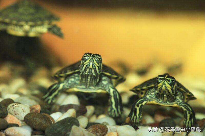 在家小型养殖养什么好 冷门暴利养殖业-2