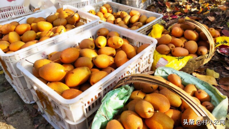 农村致富好项目农村创业小项目 自己一个人没钱怎么创业-8 农村致富好项目农村创业小项目 自己一个人没钱怎么创业-8