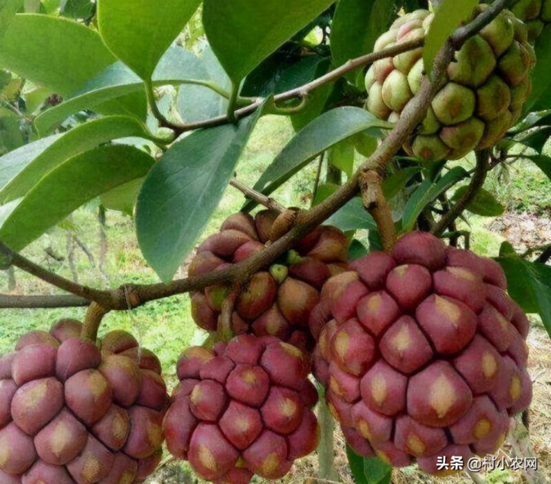 农村致富好项目农村创业小项目 自己一个人没钱怎么创业-12 农村致富好项目农村创业小项目 自己一个人没钱怎么创业-12