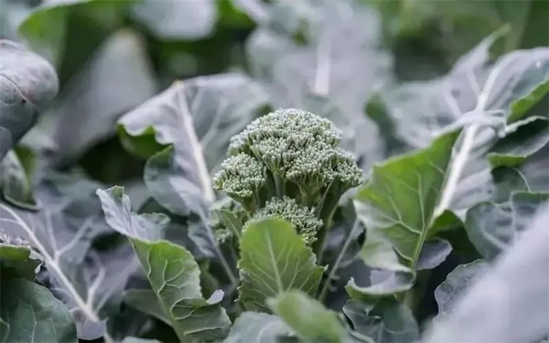 种植什么最赚钱在农村？-赚在家创业号