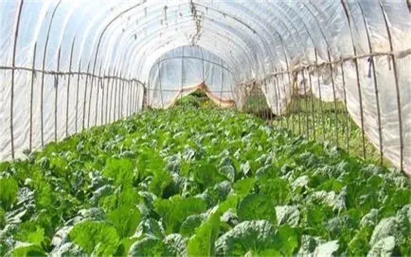 种植什么最赚钱在农村-6