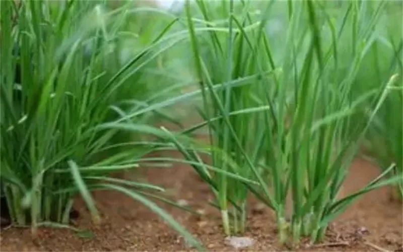 种植什么最赚钱在农村-3