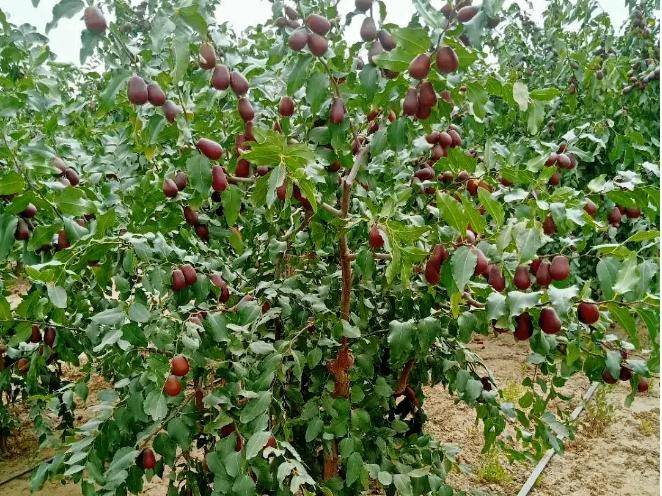 中国十大名枣排名(好吃枣品种排行榜)-1