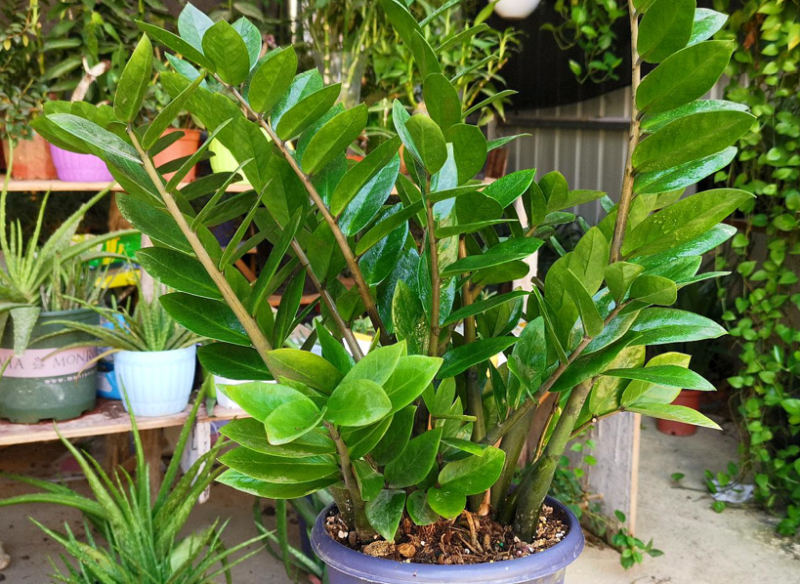 什么植物适合室内养而且好活（最容易养活的室内植物）-1