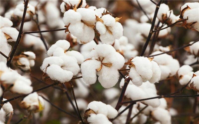 在家办厂有什么好项目(有适合在家里干的加工活)-1 在家办厂有什么好项目(有适合在家里干的加工活)-1