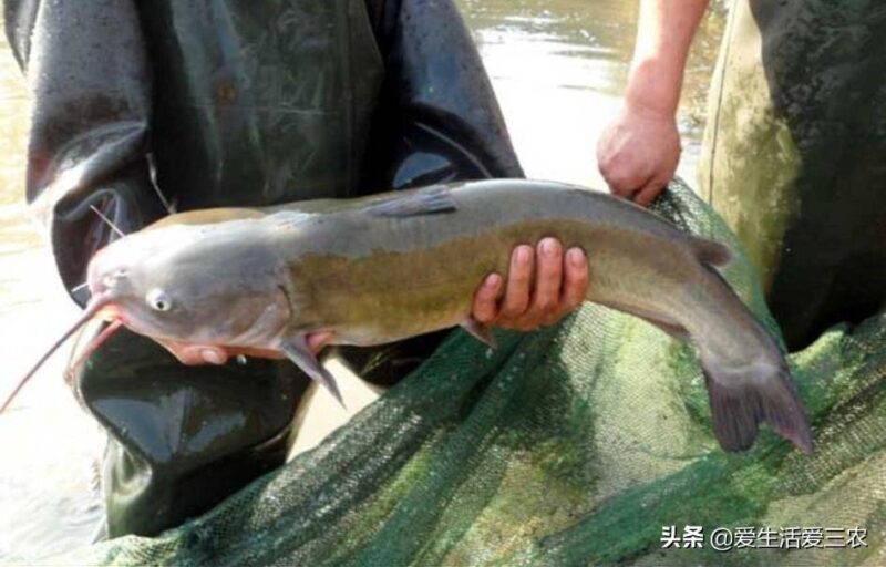 目前淡水鱼养什么鱼赚钱(十大最好养的淡水鱼)-1 目前淡水鱼养什么鱼赚钱(十大最好养的淡水鱼)-1