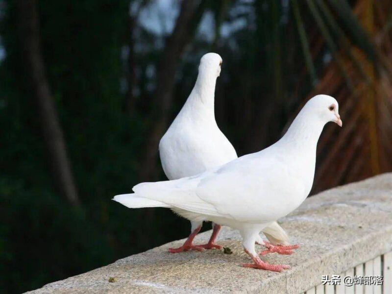 适合年轻人的养殖项目(适合穷人的创业项目养殖)-1 适合年轻人的养殖项目(适合穷人的创业项目养殖)-1