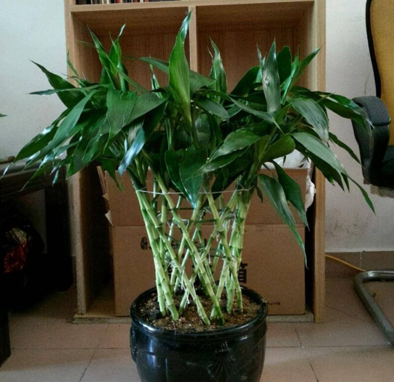 什么植物适合室内养而且好活（最容易养活的室内植物）-1