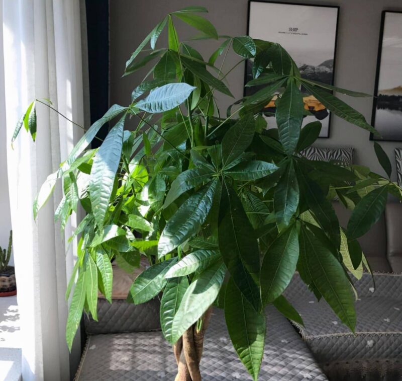 什么植物适合室内养而且好活（最容易养活的室内植物）-赚在家创业号