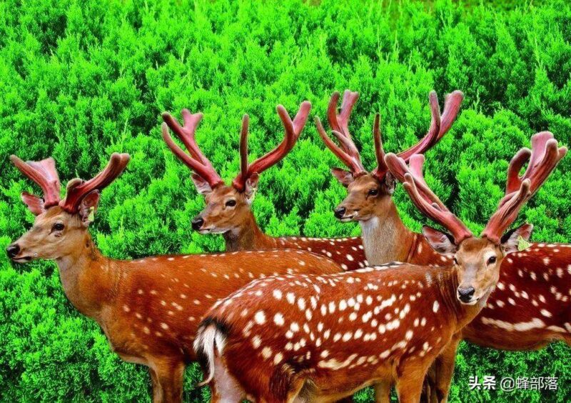 适合年轻人的养殖项目(适合穷人的创业项目养殖)-1 适合年轻人的养殖项目(适合穷人的创业项目养殖)-1