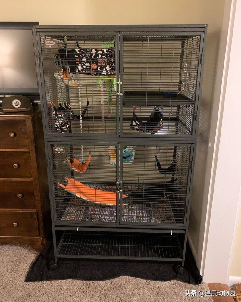 蜜袋鼯怎么养(蜜袋)-1