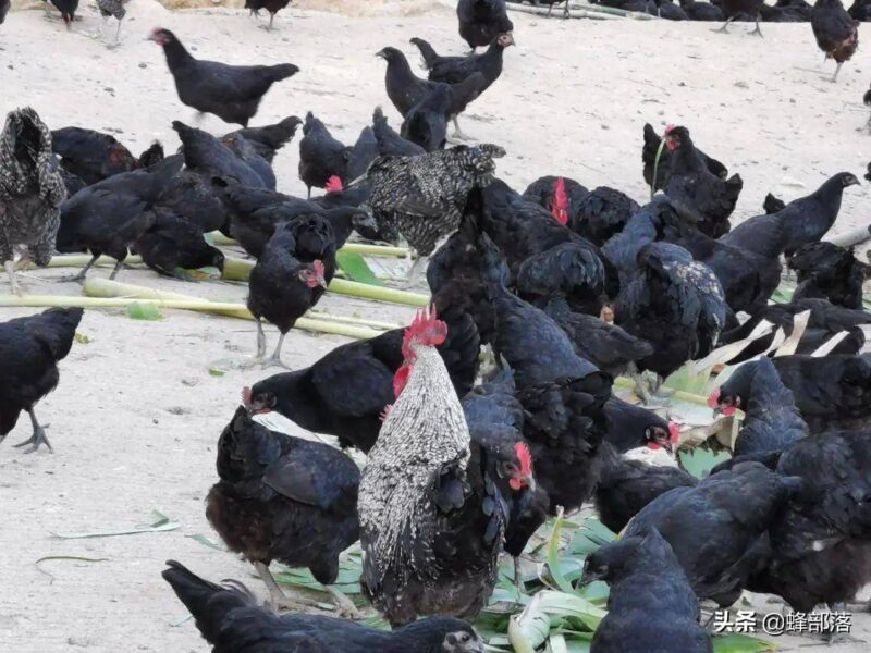 适合年轻人的养殖项目(适合穷人的创业项目养殖)-1 适合年轻人的养殖项目(适合穷人的创业项目养殖)-1