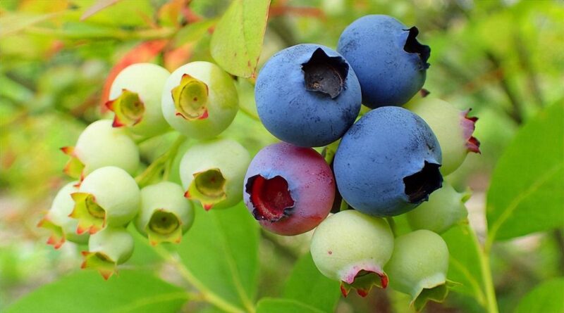 在农村种植什么赚钱快(7个农村种植致富好项目)-1 在农村种植什么赚钱快(7个农村种植致富好项目)-1