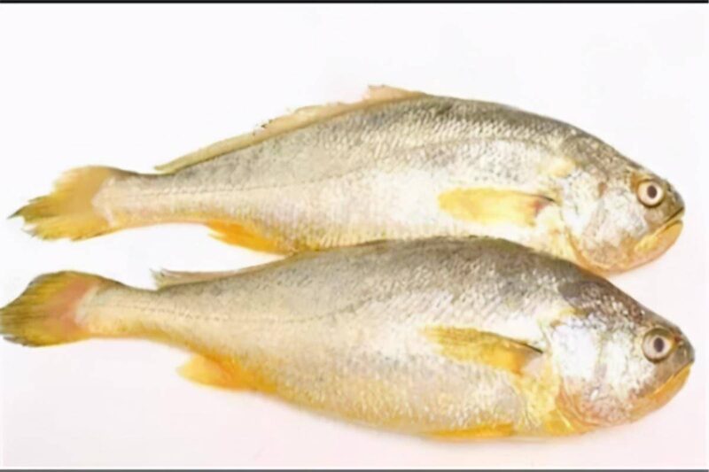 中国最昂贵十大海鱼（最贵海鱼的排行榜）-1