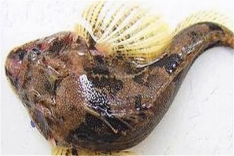 中国最昂贵十大海鱼（最贵海鱼的排行榜）-1