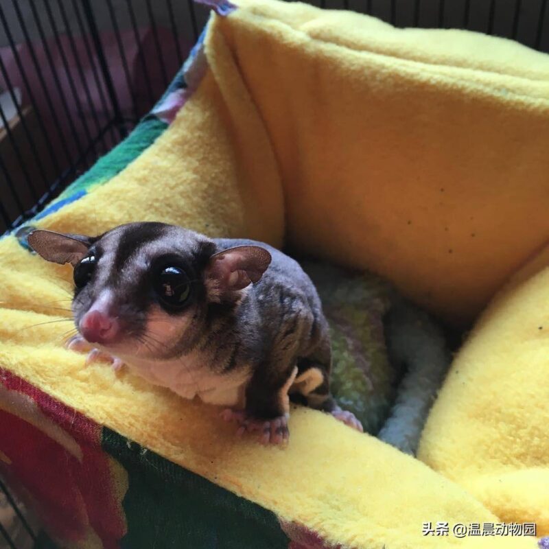 蜜袋鼯怎么养(蜜袋)-1