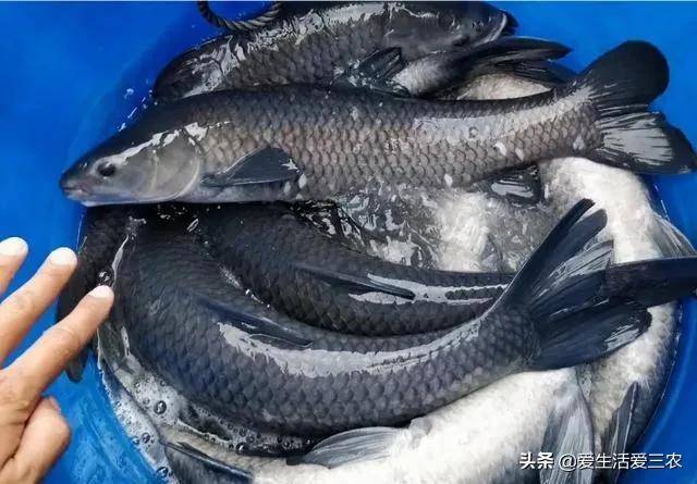 目前淡水鱼养什么鱼赚钱(十大最好养的淡水鱼)-1 目前淡水鱼养什么鱼赚钱(十大最好养的淡水鱼)-1