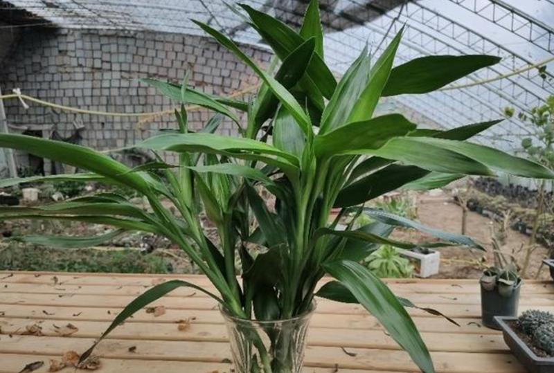 什么植物适合室内养而且好活（最容易养活的室内植物）-1